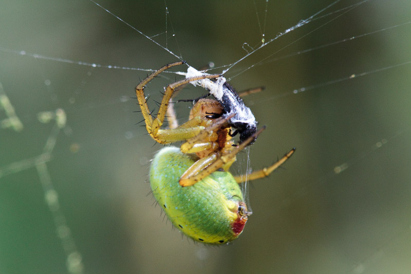 araignée verte